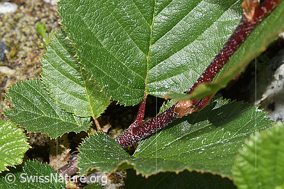 Photo: Alnus viridis. Leaves and branches.