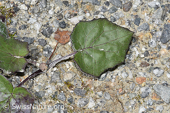 Foto: Huflattich (Tussilago farfara). Blatt und Stängel.