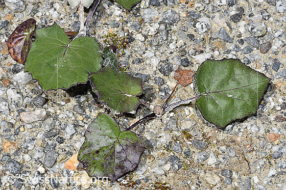 Foto: Huflattich (Tussilago farfara). Blätter.