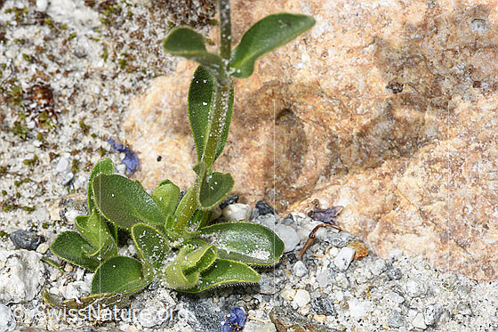 Photo: Probably Veronica bellidioides. Stem and leaves.