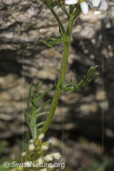 Foto: Moschus-Schafgarbe (Achillea erba-rotta ssp. moschata). Stängel und Blätter.
