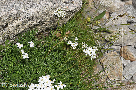 Foto: Moschus-Schafgarbe (Achillea erba-rotta ssp. moschata). Ganze Pflanze (Habitus).