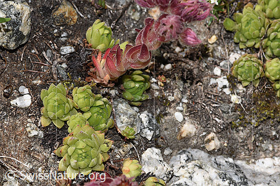 Photo: Sempervivum montanum. Leaf rosettes