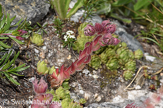 Photo: Sempervivum montanum. Whole plant (habiti).