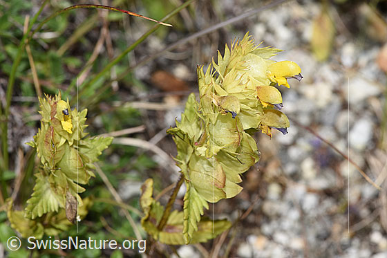 Photo: Rhinanthus glacialis. Blossoms.