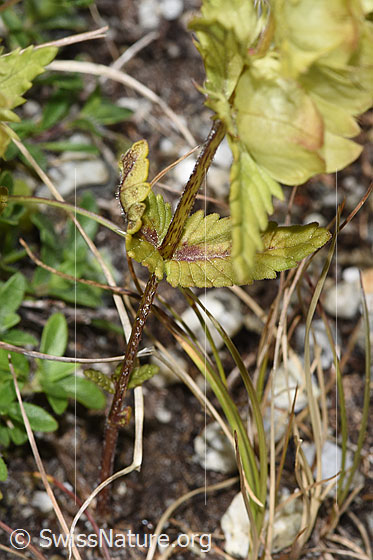 Photo: Rhinanthus glacialis. Stem and leaves.