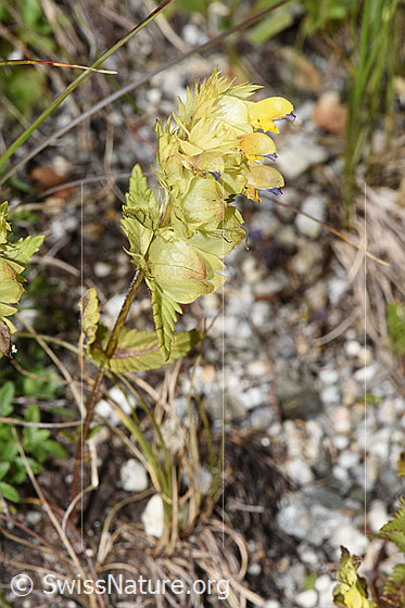 Photo: Rhinanthus glacialis. Whole plant (habiti).
Lat.: Rhinanthus glacialis
Family: Orobanchaceae
Genus: Rhinanthus