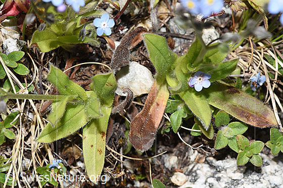 Photo: Myosotis alpestris. Leaves.