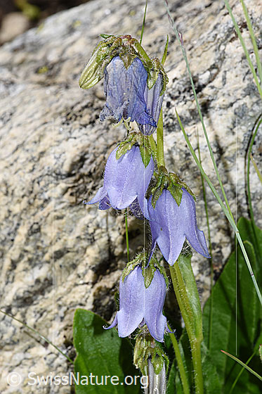 Foto: Bärtige Glockenblume (Campanula barbata). Blüten.