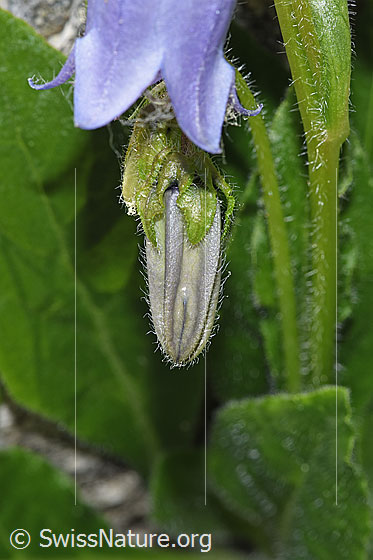 Foto: Bärtige Glockenblume (Campanula barbata). Blütenknospe.