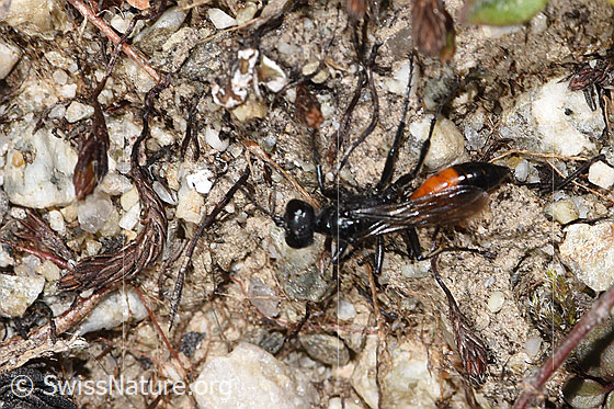 Foto: Wahrscheinlich Podalonia alpina (Grabwespe). Länge 11mm. Ansicht von oben.