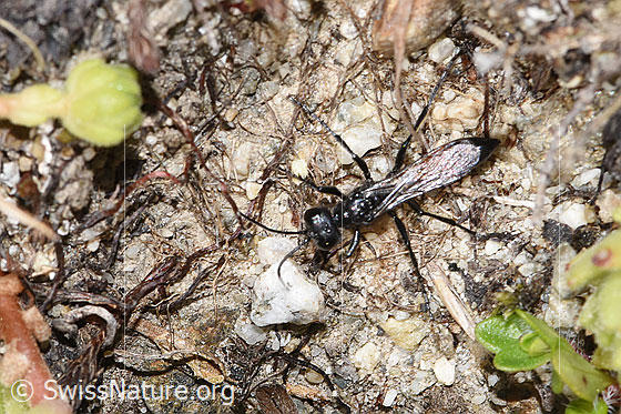 Foto: Wahrscheinlich Podalonia alpina (Grabwespe). Länge 11mm. Ansicht von oben.