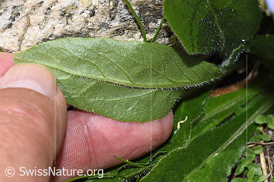 Foto: Bärtige Glockenblume (Campanula barbata). Blattunterseite.