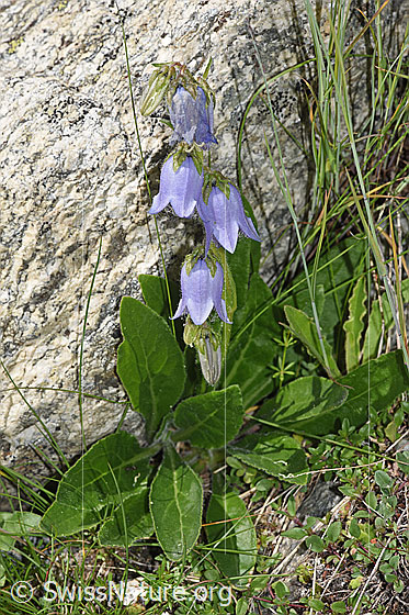 Foto: Bärtige Glockenblume (Campanula barbata). Ganze Pflanze (Habitus).