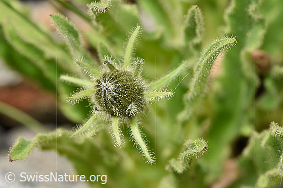 Foto: Weissliches Habichtskraut (Hieracium intybaceum). Knospe.