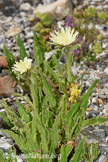 Foto: Weissliches Habichtskraut (Hieracium intybaceum). Ganze Pflanze (Habitus).