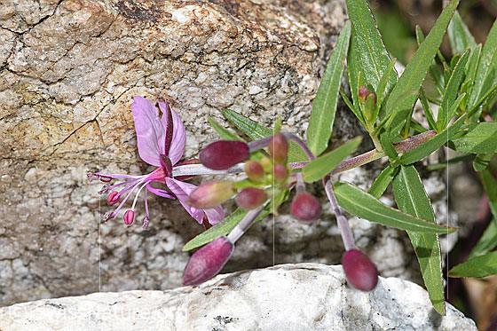 Photo: Epilobium fleischeri. Blossoms and buds.