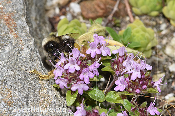 Foto: Wahrscheinlich Heide-Erdhummel (Bombus cryptarum) auf Vielhaarigem Thymian (Thymus praecox ssp. polytrichus). Ansicht von vorne.