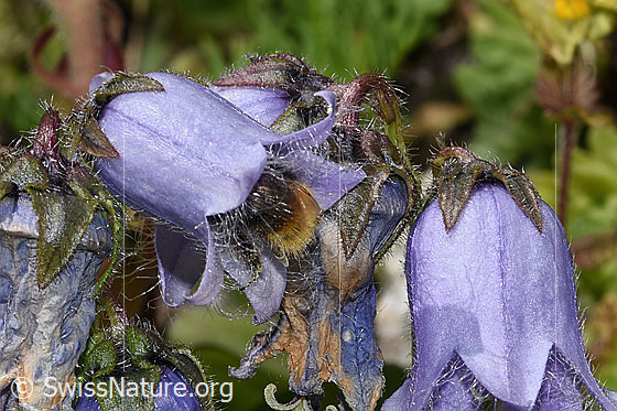 Photo: Probably Bombus soroeensis on Campanula barbata. Length 10 - 14mm. The bumblebee has hatched into the flower. View from the side.