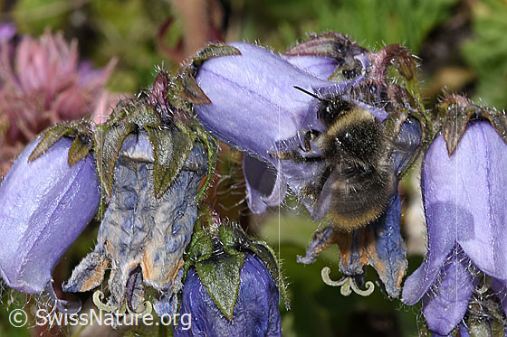 Foto: Wahrscheinlich Distelhummel (Bombus soroeensis) an Bärtiger Glockenblume (Campanula barbata). Länge 10 - 14mm. Ansicht von der Seite.
