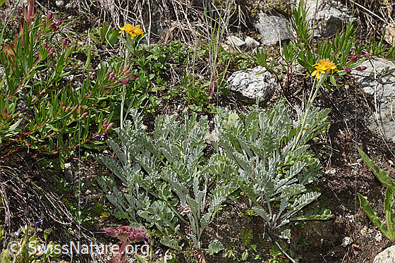 Photo: Senecio incanus. Whole plant (habiti).