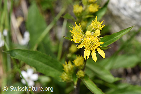 Foto: Alpen-Goldrute (Solidago virgaurea ssp. minuta). Blüte.