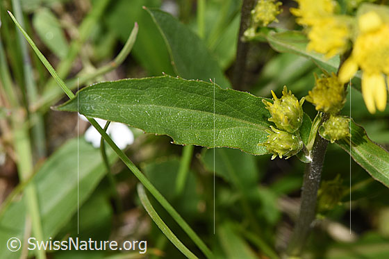 Foto: Alpen-Goldrute (Solidago virgaurea ssp. minuta). Blätter.