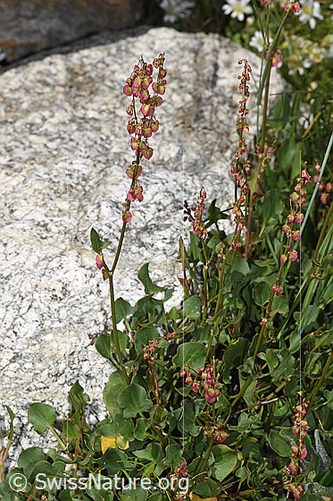 Photo: Rumex scutatus. Whole plant (habiti).