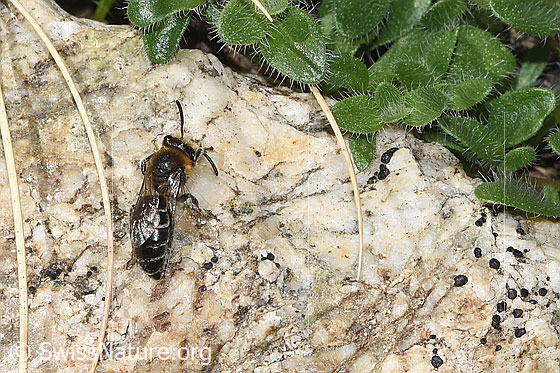 Alpen-Seidenbiene (Colletes impunctatus)