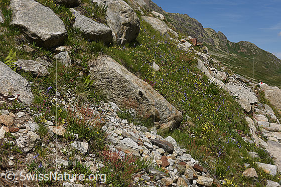 Photo: South-facing mountain grassland. Impression from habitat no. 22.