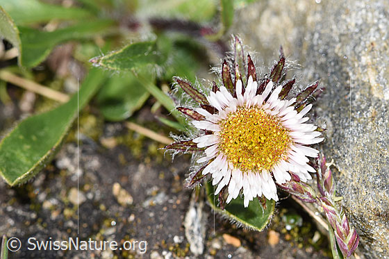 Foto: Einköpfiges Berufkraut (Erigeron uniflorus). Blüte.