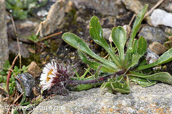 Foto: Einköpfiges Berufkraut (Erigeron uniflorus). Ganze Pflanze (Habitus). Höhe: 3cm. Ansicht von der Seite.