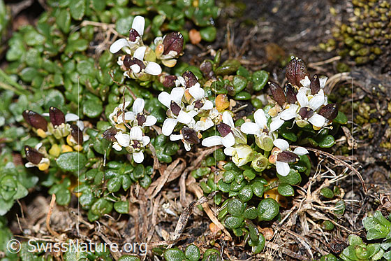 Foto: Kurzstängelige Gämskresse (Pritzelago alpina ssp. brevicaulis). Blüten und Samen.