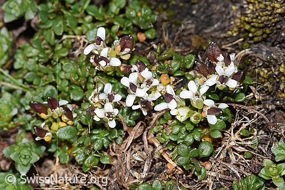 Foto: Kurzstängelige Gämskresse (Pritzelago alpina ssp. brevicaulis). Ganze Pflanze (Habitus).