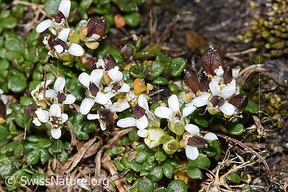 Foto: Kurzstängelige Gämskresse (Pritzelago alpina ssp. brevicaulis). Blüten und Samen.