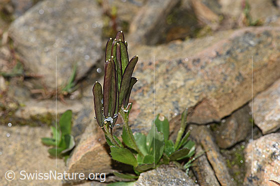 Photo: Arabis caerulea. Whole plant (habitus) with fruits.