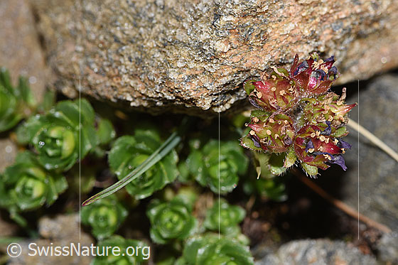 Foto: Zweiblütiger Steinbrech (Saxifraga biflora). Verblühte Blüten.