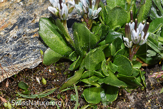 Photo: Arabis caerulea. Leaves.