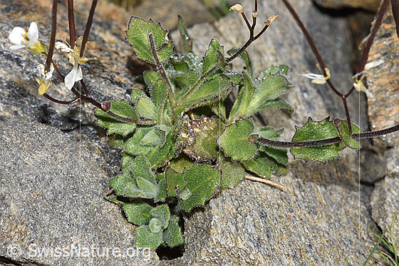 Foto: Alpen-Gänsekresse (Arabis alpina). Blätter und Stängel.