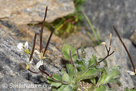 Foto: Alpen-Gänsekresse (Arabis alpina). Blüten und Früchte.