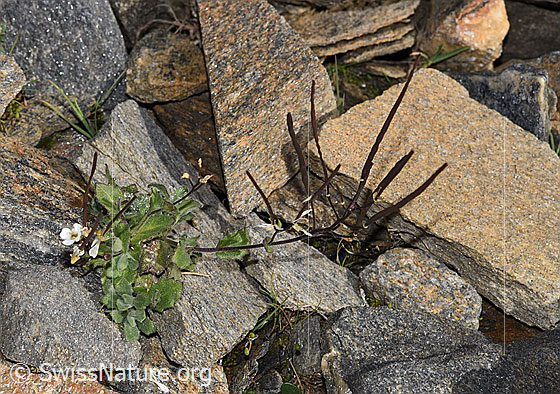 Foto: Alpen-Gänsekresse (Arabis alpina). Ganze Pflanze (Habitus) mit Blüten und Früchten.