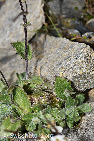 Foto: Alpen-Gänsekresse (Arabis alpina). Blätter und Stängel.