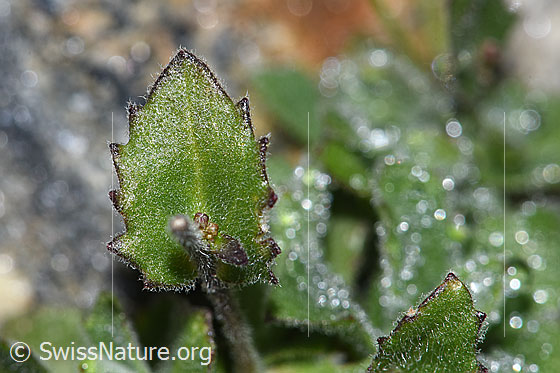 Foto: Alpen-Gänsekresse (Arabis alpina). Blattoberseite.