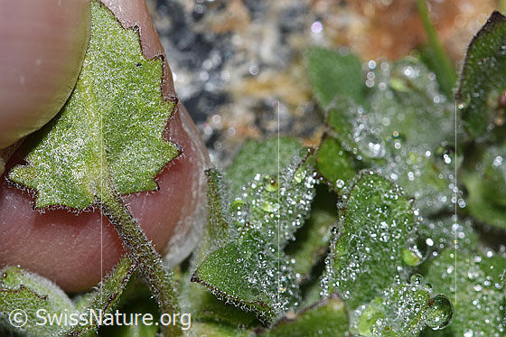 Foto: Alpen-Gänsekresse (Arabis alpina). Blattunterseite.