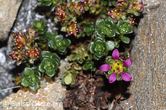 Foto: Zweiblütiger Steinbrech (Saxifraga biflora). Blüte.