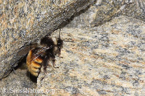 Foto: Berglandhummel (Bombus monticola). Länge 16mm. Ansicht von seitlich oben.