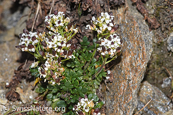 Foto: Kurzstängelige Gämskresse (Pritzelago alpina ssp. brevicaulis). Blüten.