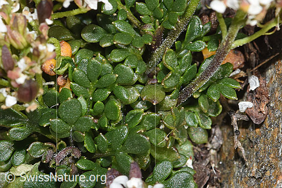 Foto: Kurzstängelige Gämskresse (Pritzelago alpina ssp. brevicaulis). Blätter und Stängel.