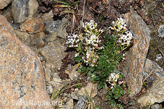 Foto: Kurzstängelige Gämskresse (Pritzelago alpina ssp. brevicaulis). Ganze Pflanze (Habitus). Höhe: 3cm.