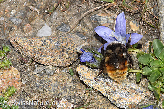 Foto: Berglandhummel (Bombus monticola) an Mont Cenis-Glockenblume (Campanula cenisia). Länge 16mm. Ansicht von hinten oben.
